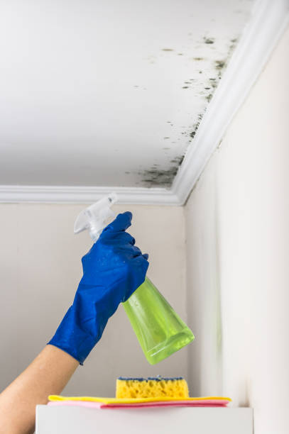 Mold Documentation for Insurance Claims in Highlands, CA